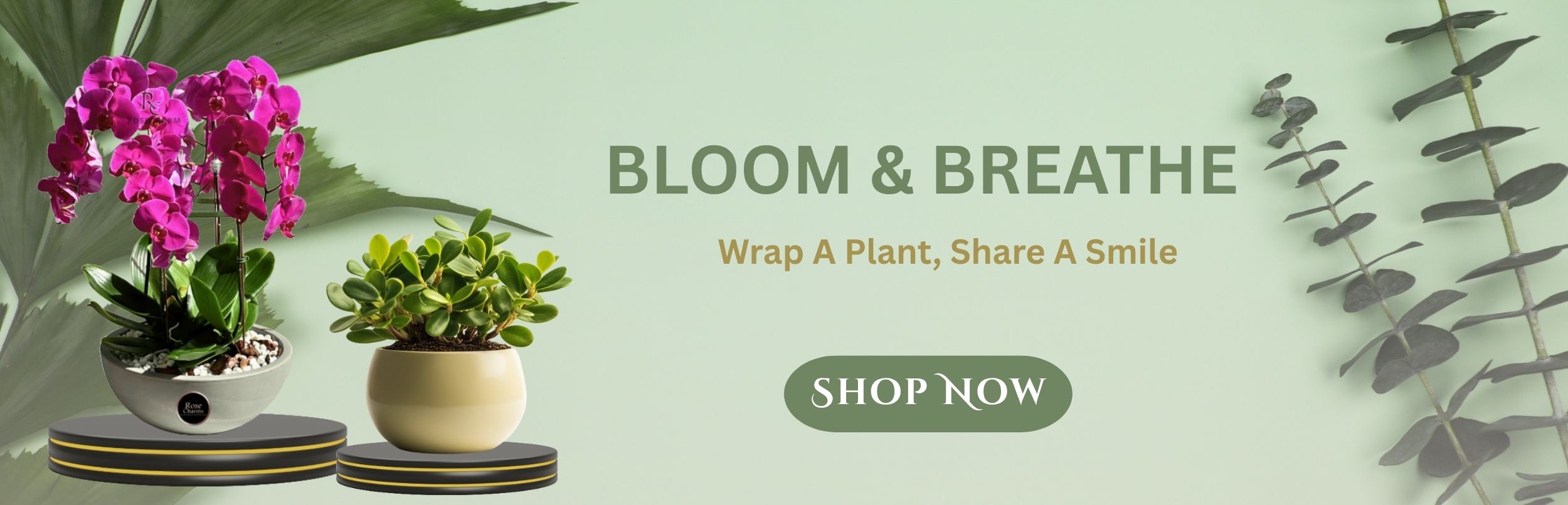 1754959305_Wrap A Plant,Share A Smile